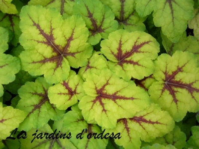 Heucherella stoplight 